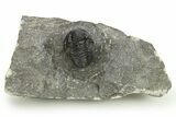 Bargain, Detailed Gerastos Trilobite Fossil - Morocco #275226-1